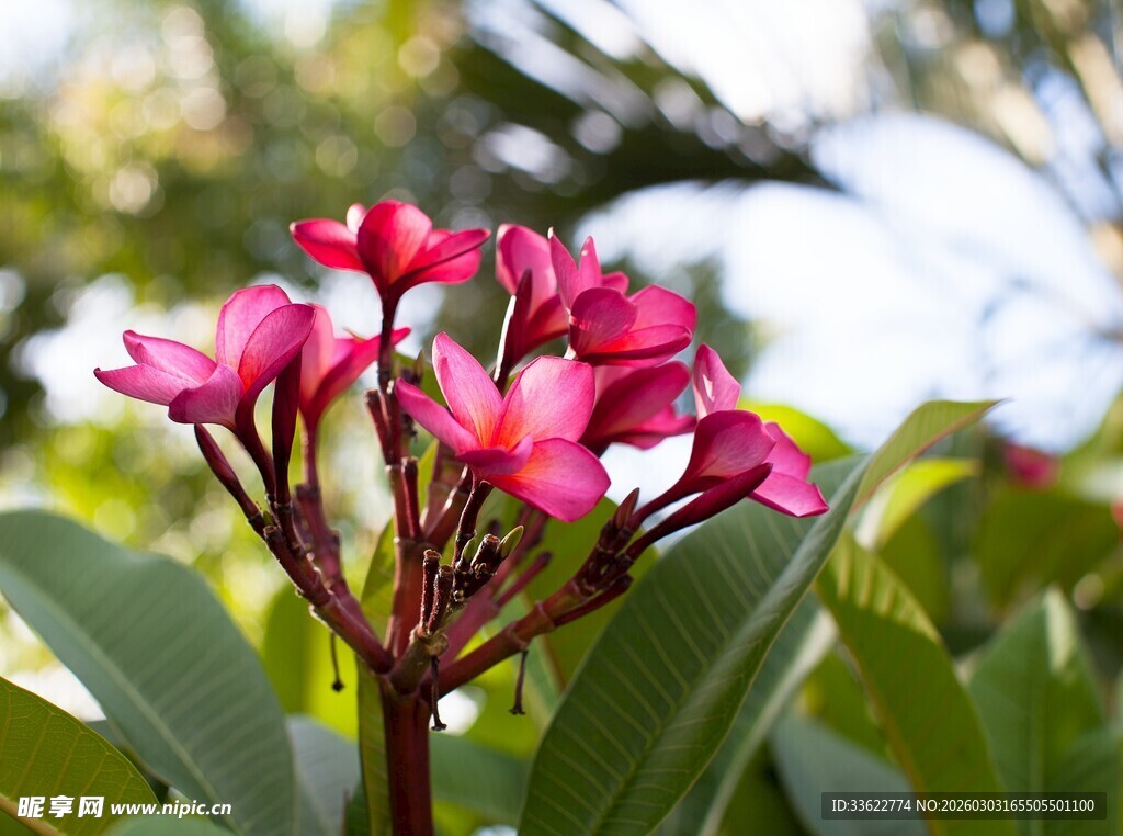 娇艳绽放的粉红色鸡蛋花