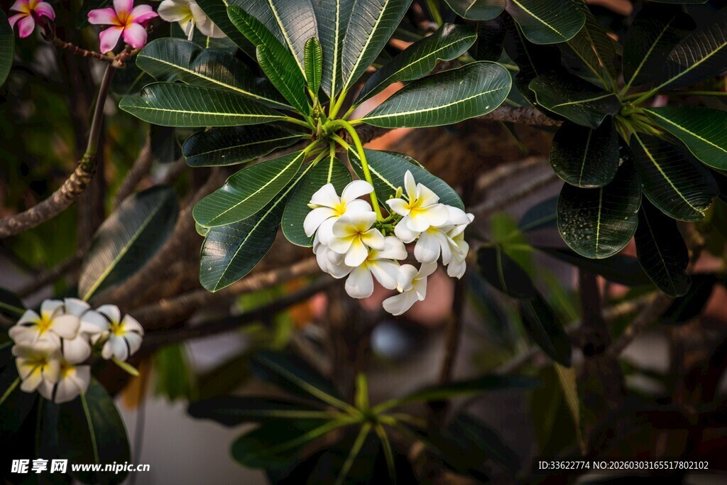 素雅瑞香花绽放