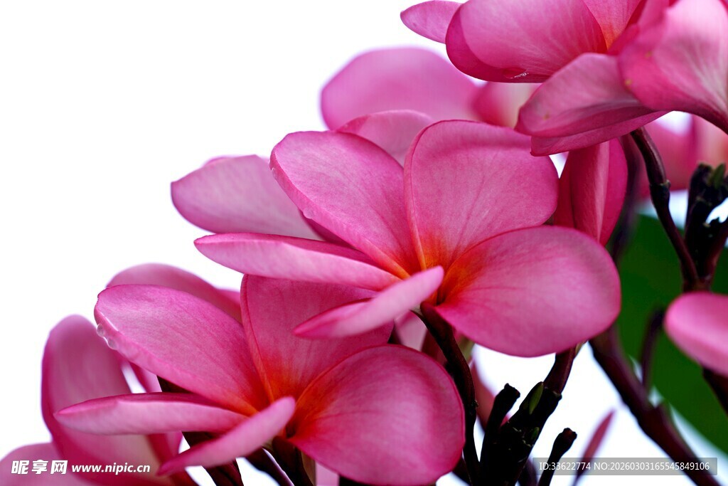 娇艳粉色鸡蛋花绽放