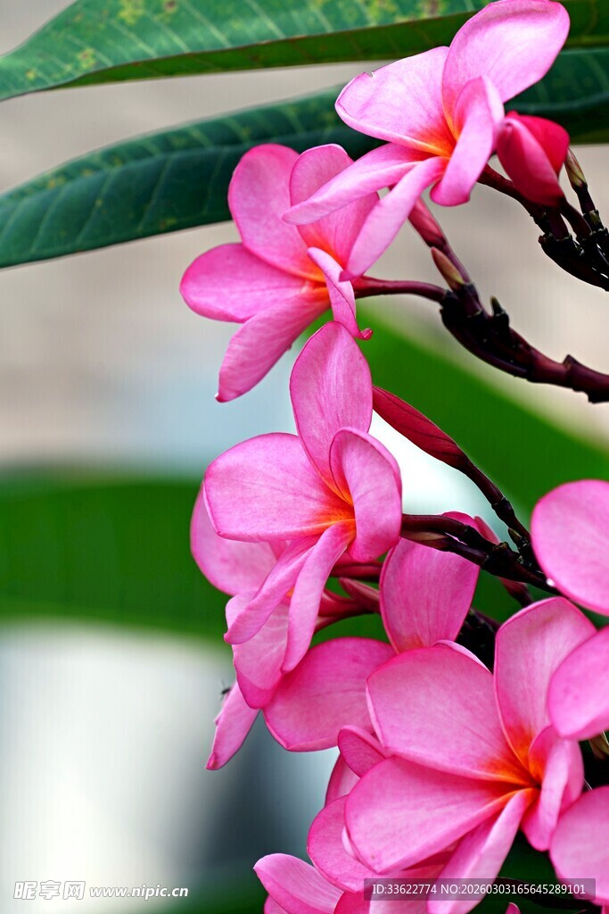 粉色鸡蛋花盛开