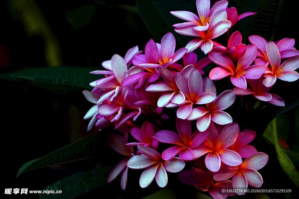 娇艳多彩鸡蛋花绽放