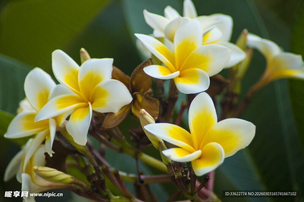 美丽鸡蛋花绽放