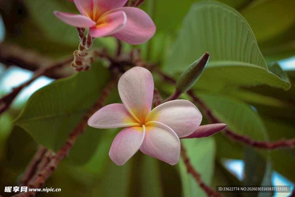 娇艳鸡蛋花绽放枝头