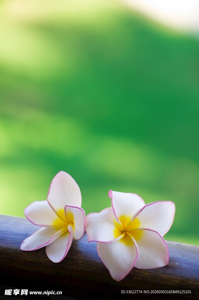 两朵素雅鸡蛋花置于杆上
