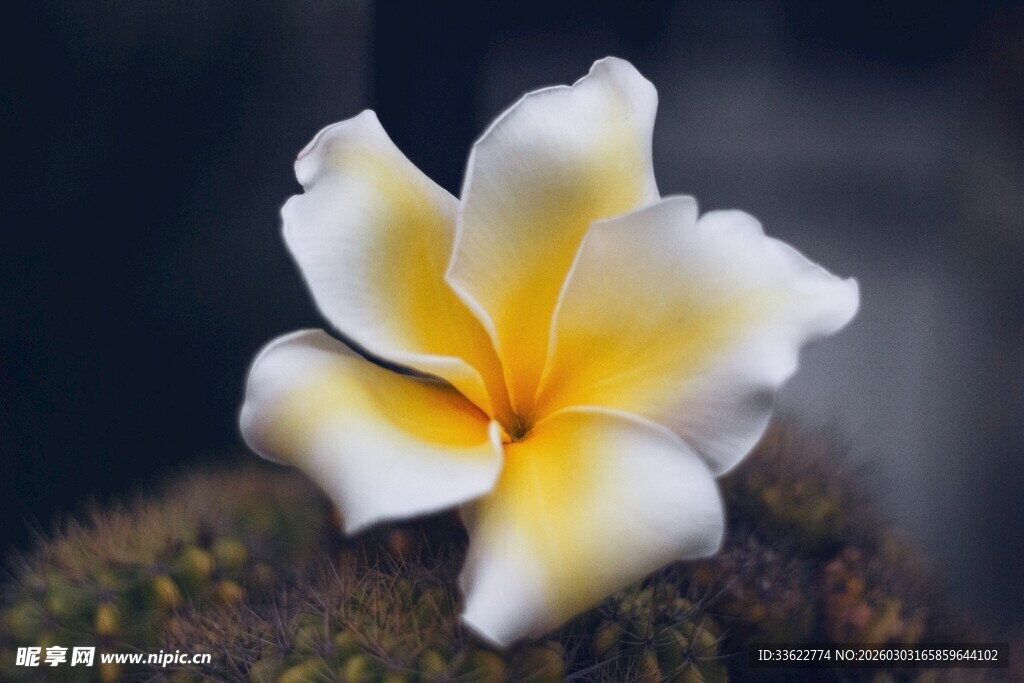 素雅鸡蛋花绽放