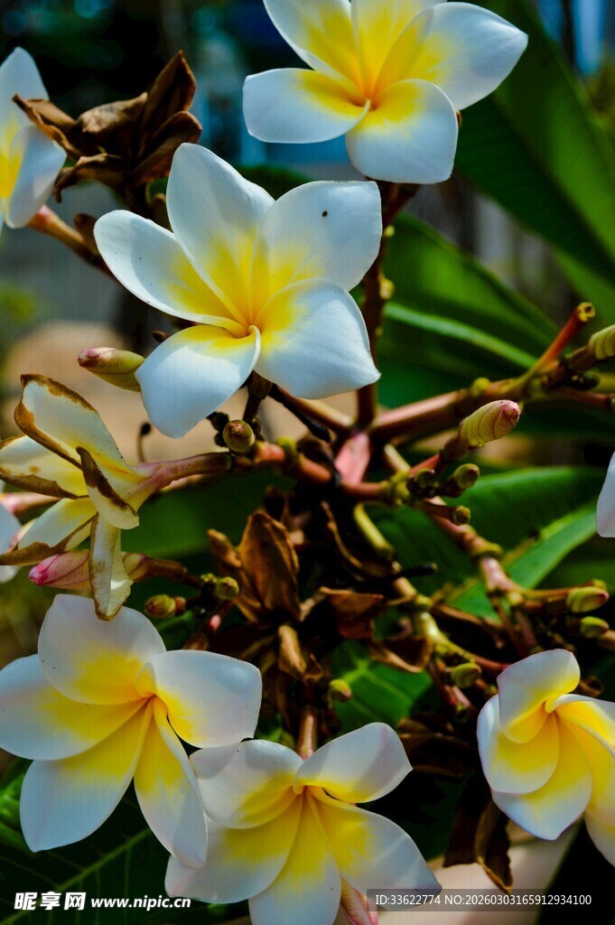 美丽鸡蛋花绽放枝头