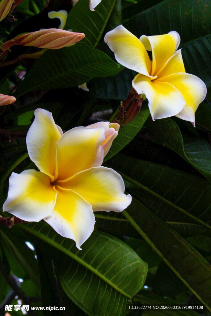 两朵盛开的黄白鸡蛋花