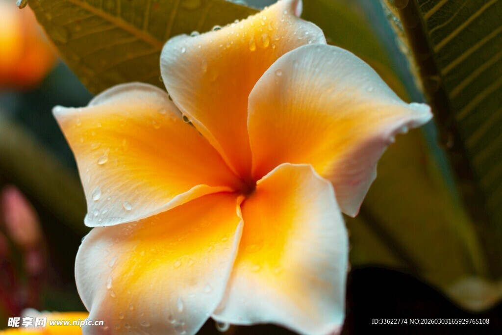 娇艳鸡蛋花特写