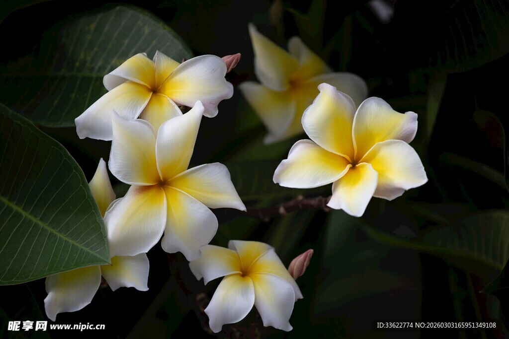 素雅鸡蛋花绽放