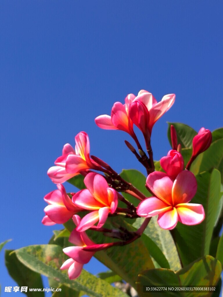 娇艳绽放的粉色鸡蛋花