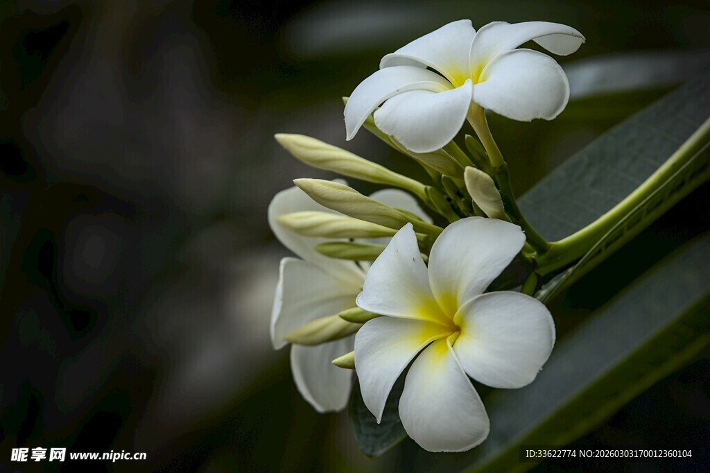 洁白鸡蛋花绽放