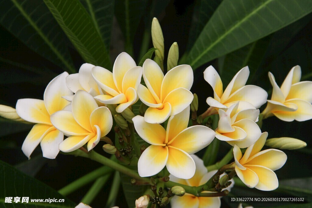 美丽鸡蛋花绽放