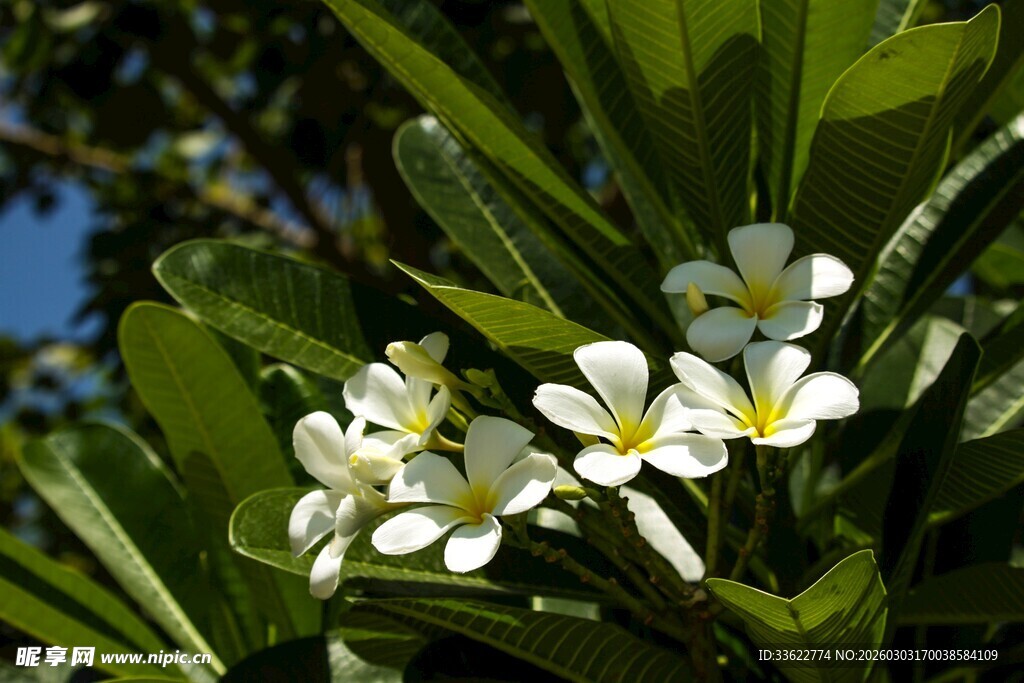 清新鸡蛋花绽放绿叶间