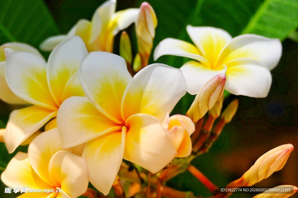 娇艳鸡蛋花绽放