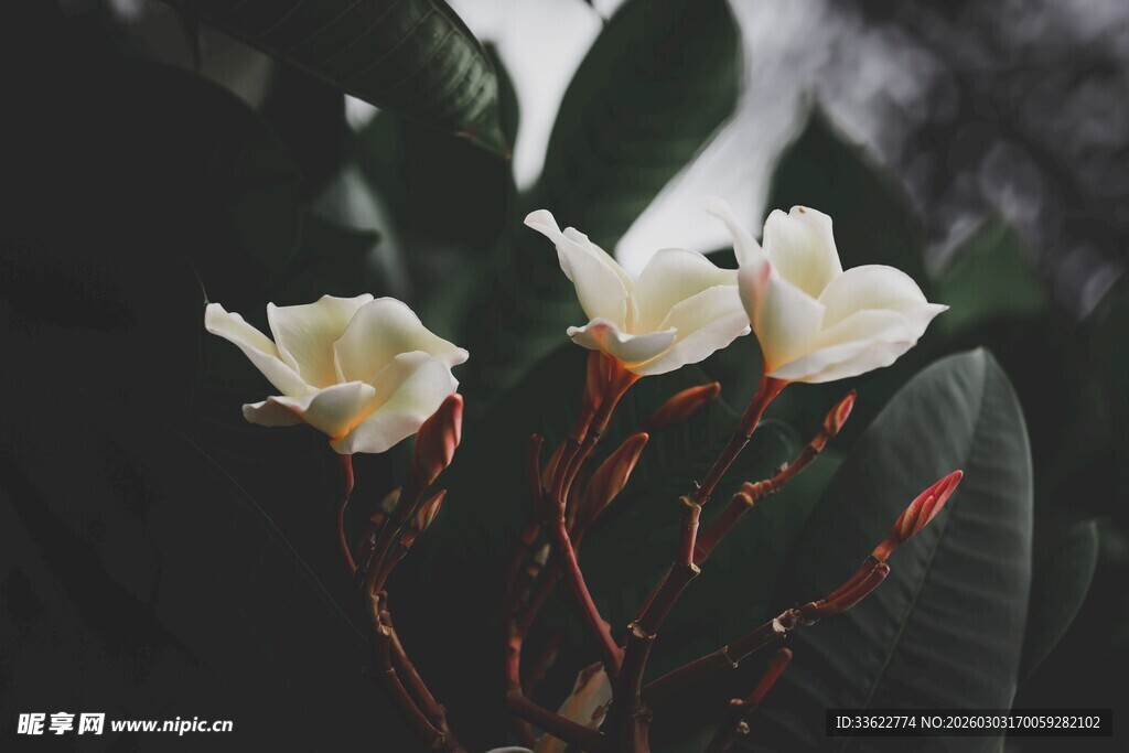 三朵白花绽放绿叶间