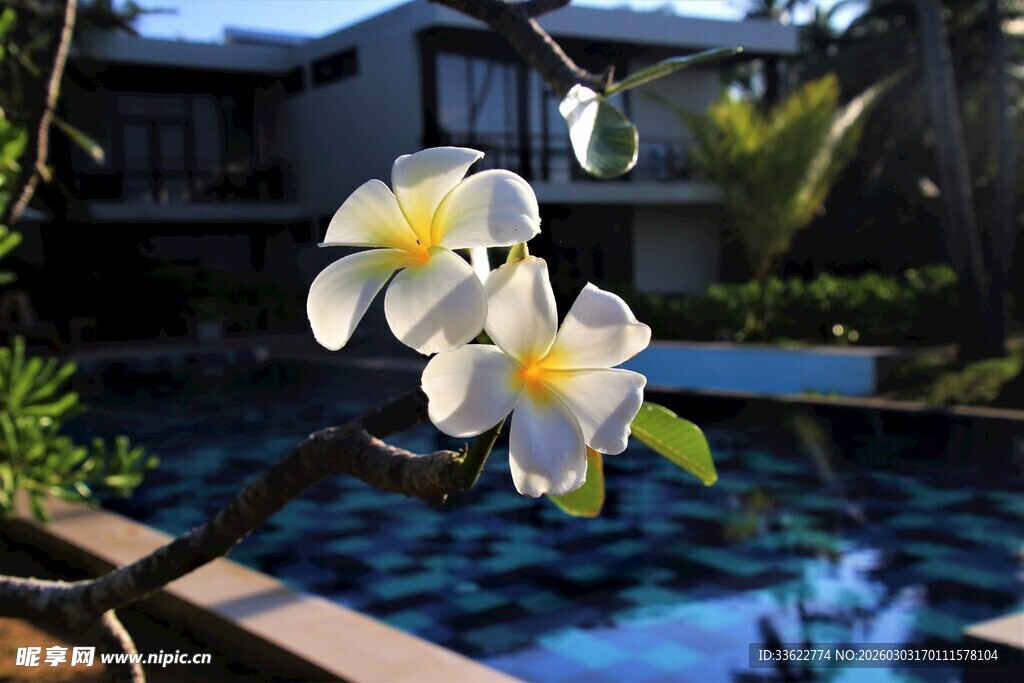 泳池畔绽放的素雅鸡蛋花