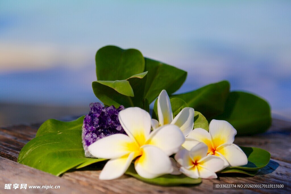 美丽鸡蛋花与绿叶组合