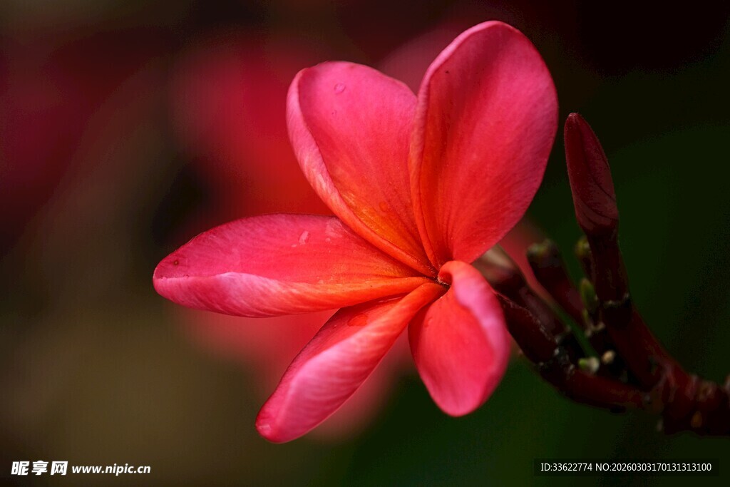 娇艳绽放的红色鸡蛋花