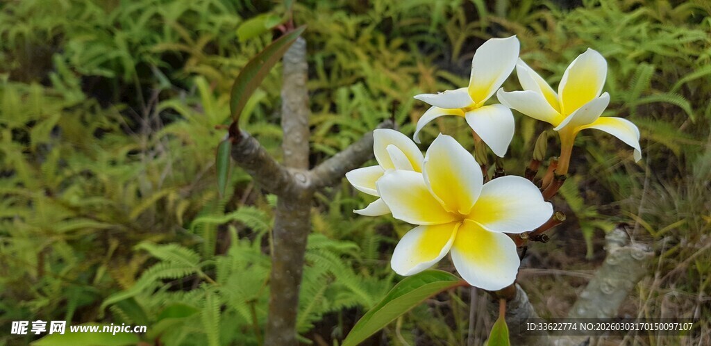 枝头绽放的美丽鸡蛋花