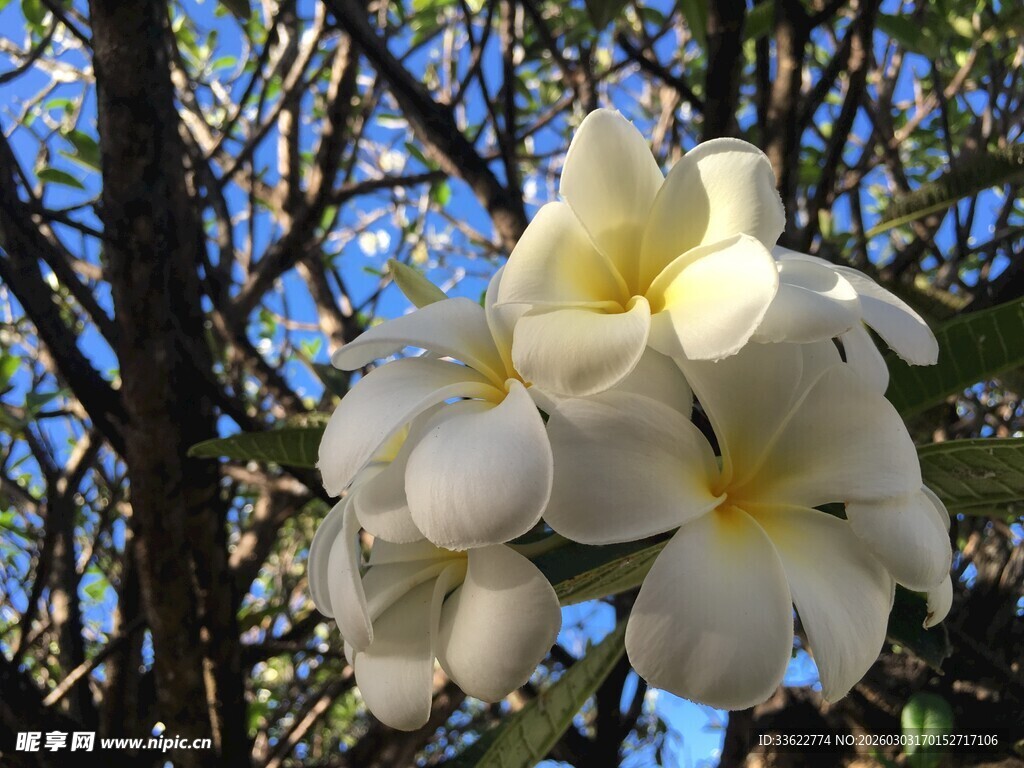 枝头绽放的洁白鸡蛋花