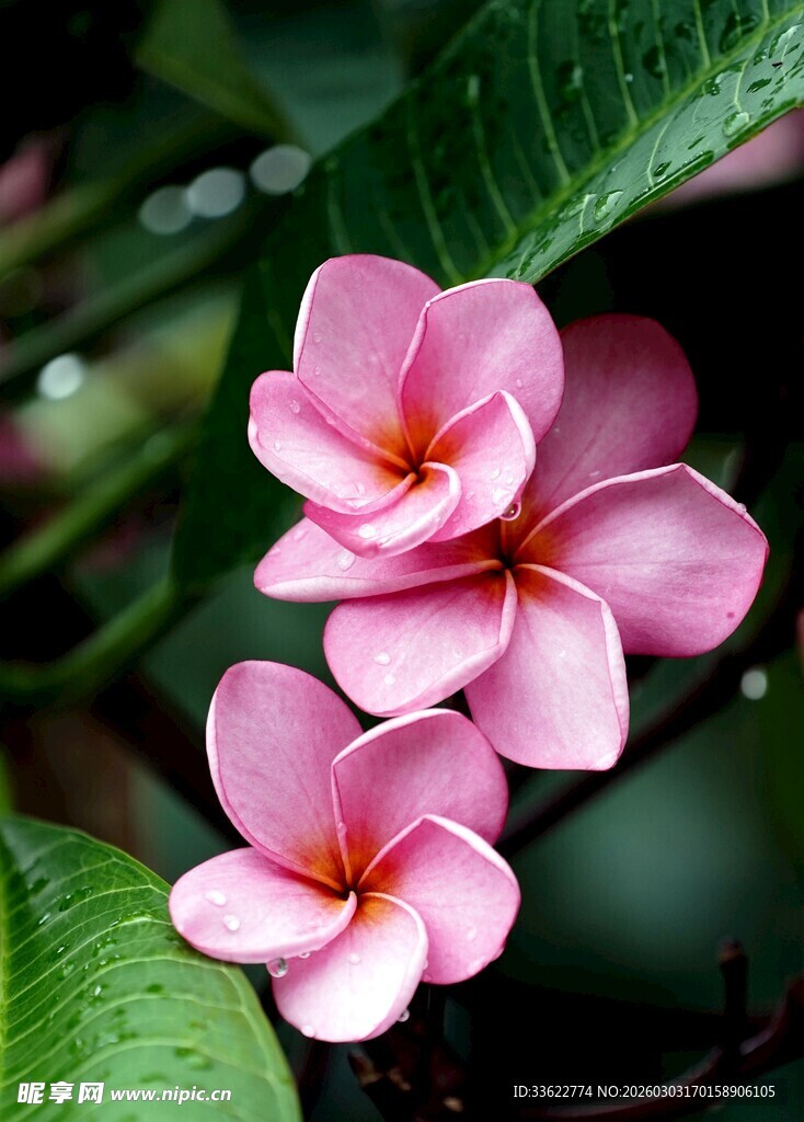 娇艳鸡蛋花绽放绿叶间