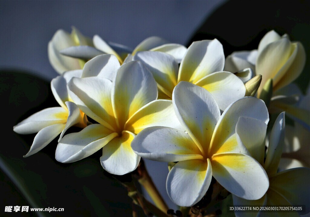 美丽鸡蛋花绽放