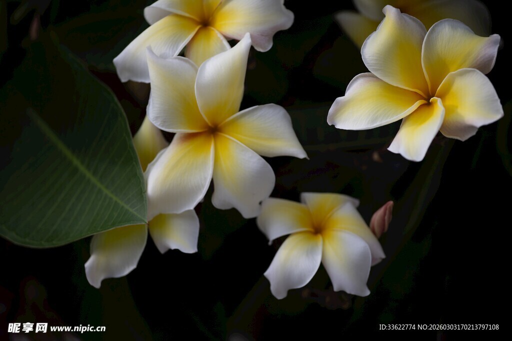 美丽鸡蛋花绽放