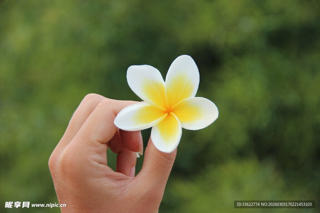 手捧鸡蛋花特写