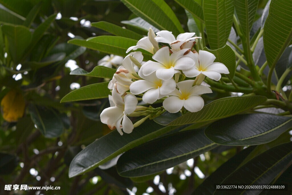 洁白素馨花绽放绿叶间
