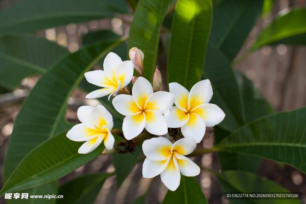 白色鸡蛋花绽放绿叶间