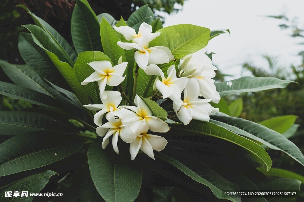 绽放的白色鸡蛋花