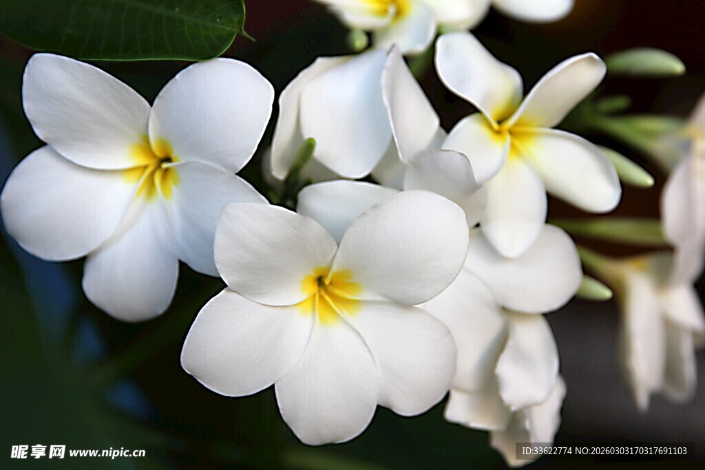 洁白鸡蛋花绽放