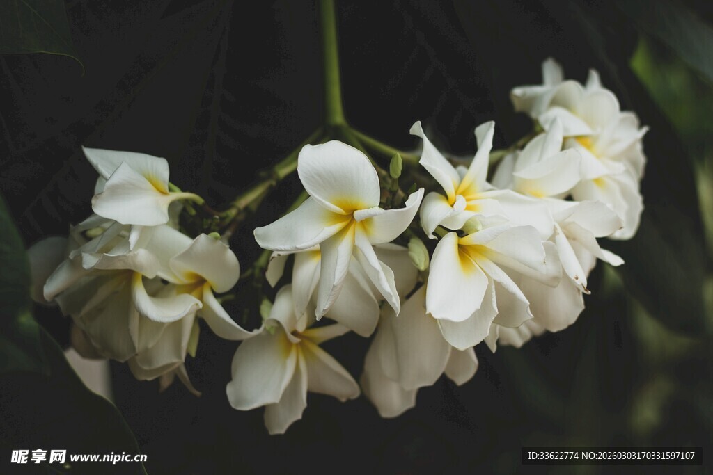 白色优雅绽放的美丽花朵