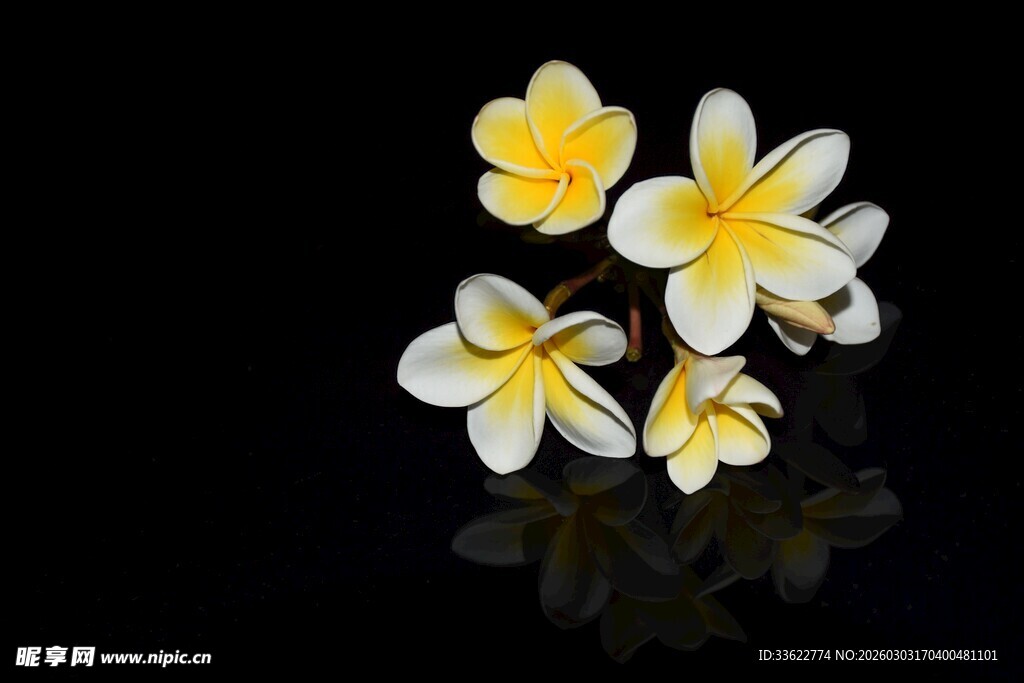 黄白鸡蛋花特写