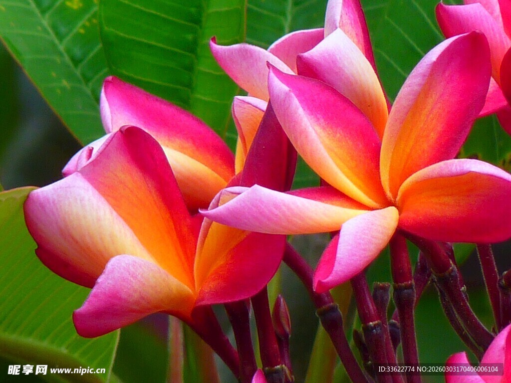 娇艳多彩鸡蛋花绽放