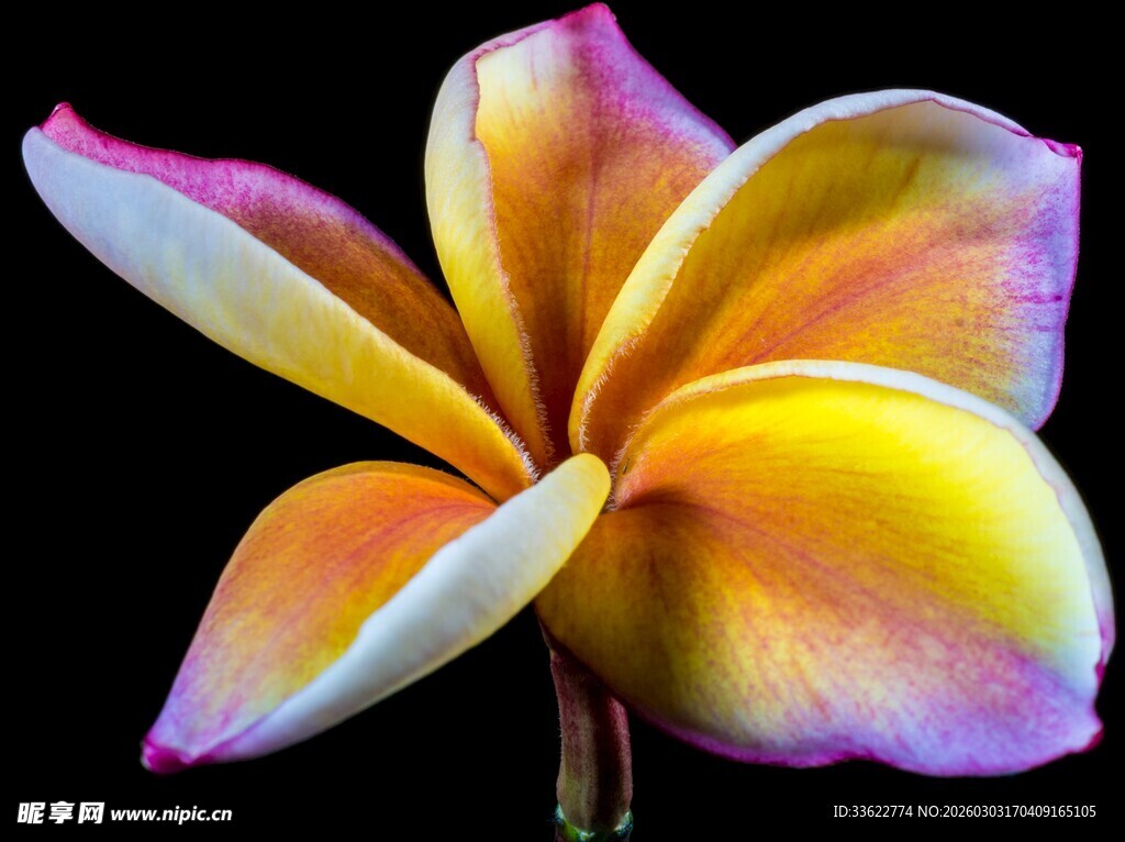 多彩鸡蛋花特写