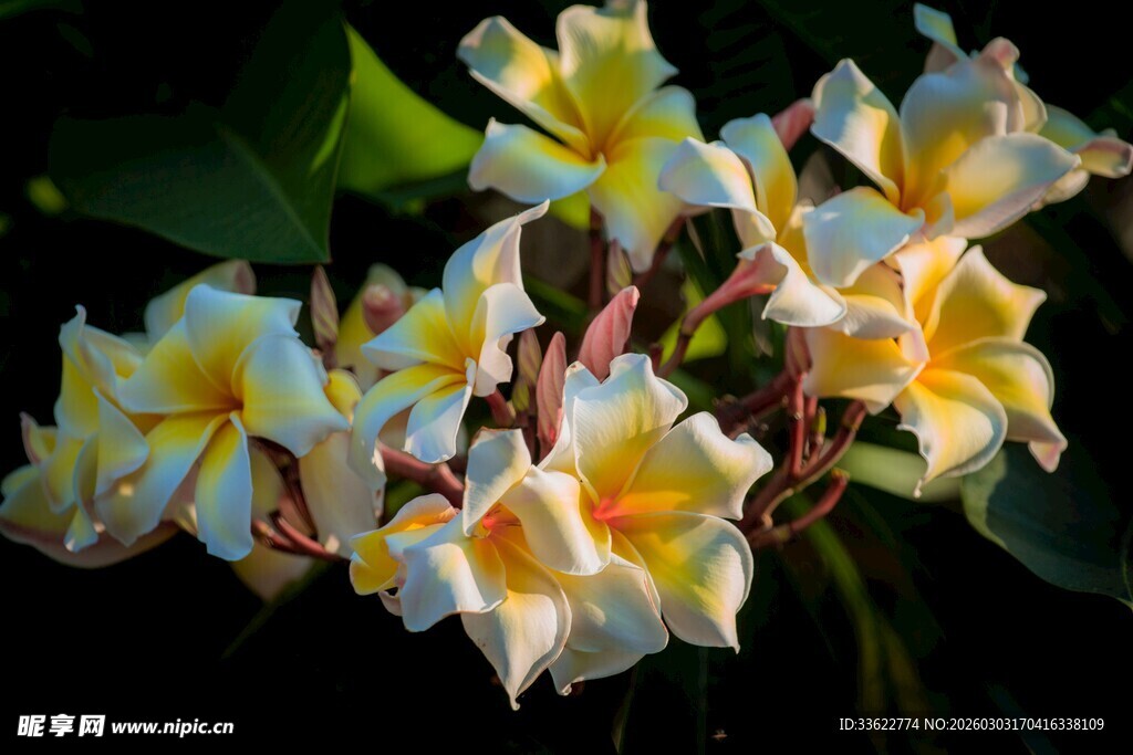 黄白相间绽放的美丽花朵