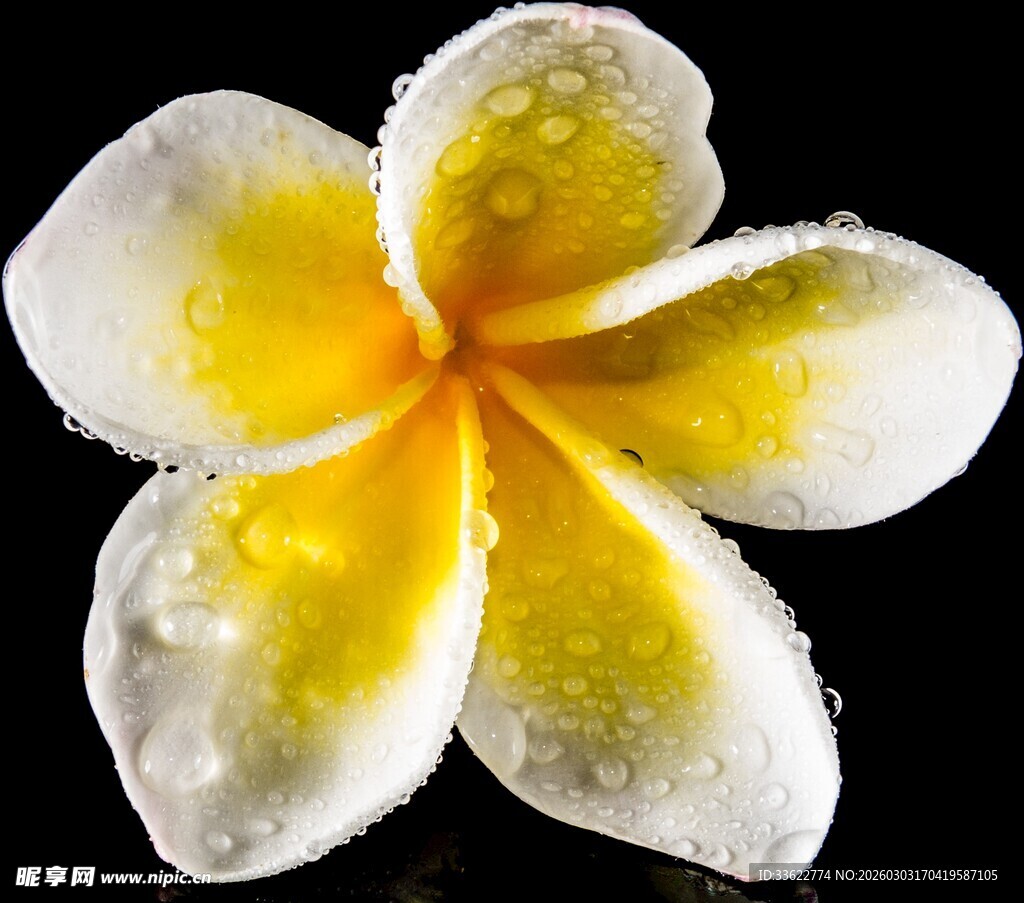 带水珠的黄白鸡蛋花