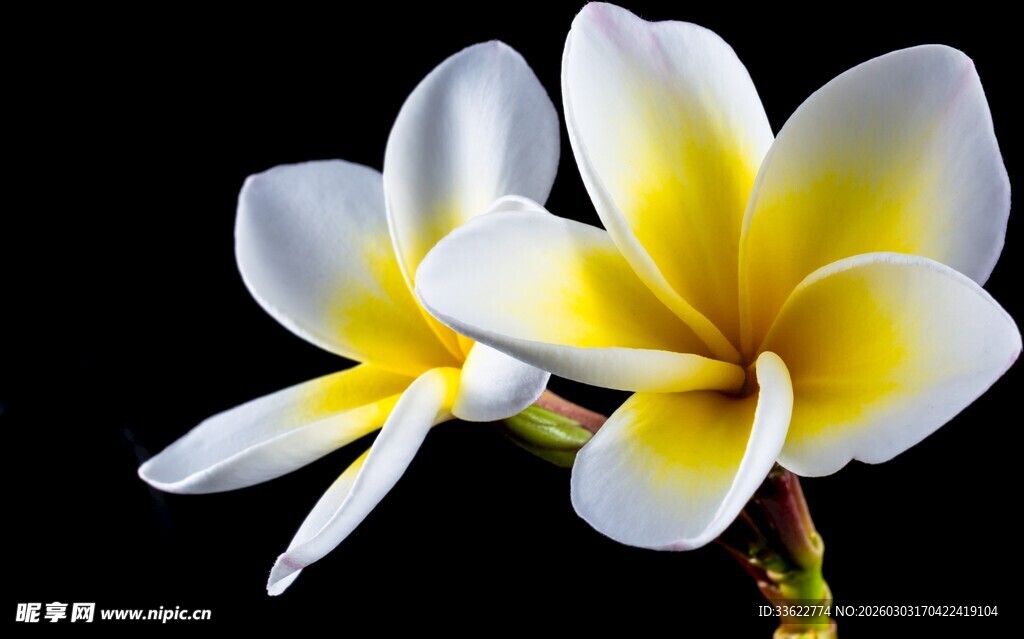 两朵美丽鸡蛋花绽放