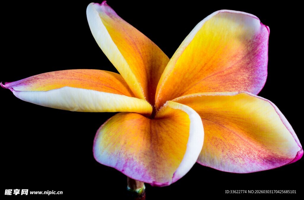 多彩鸡蛋花绽放