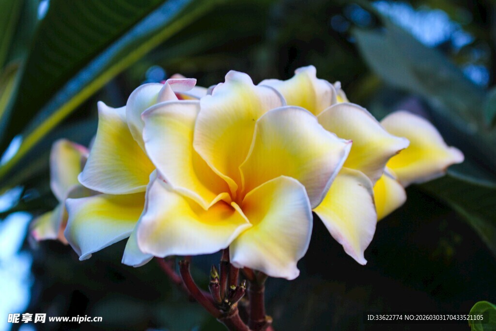 美丽鸡蛋花绽放