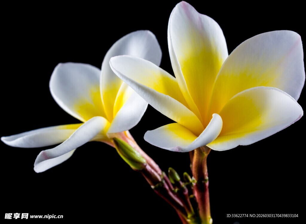 两朵绽放的鸡蛋花