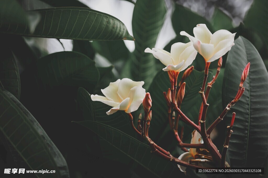 素雅白兰花绽放绿叶间