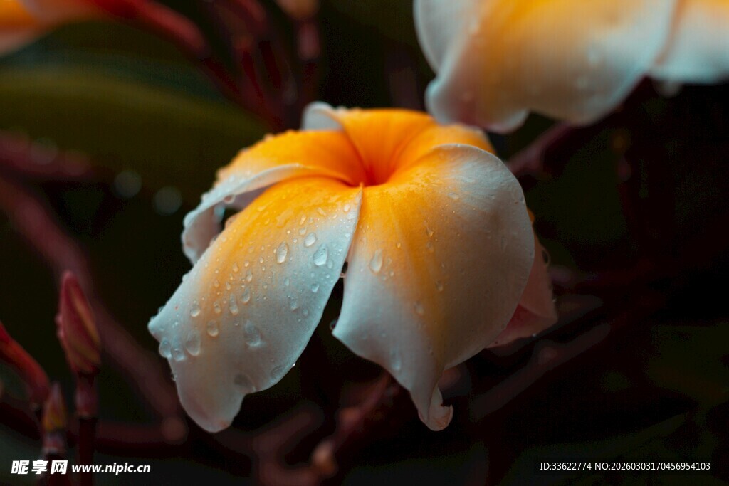 带露鸡蛋花绽放