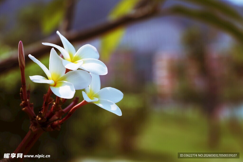 枝头绽放的素雅鸡蛋花