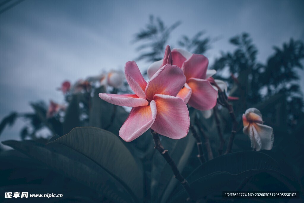 娇艳绽放的粉色鸡蛋花