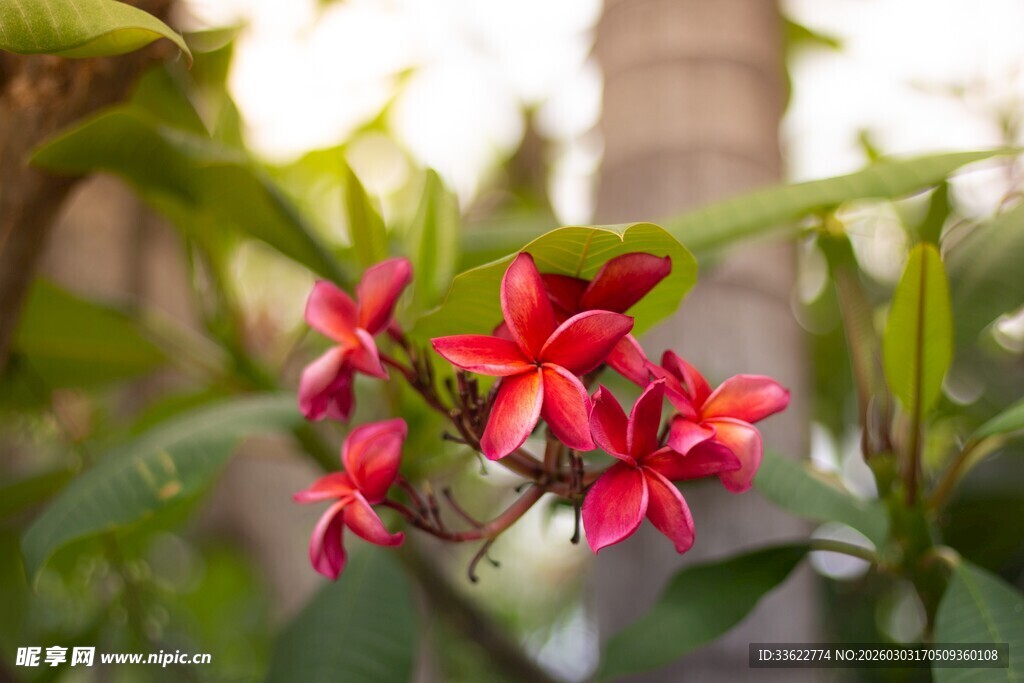 娇艳红色花朵绽放绿叶间