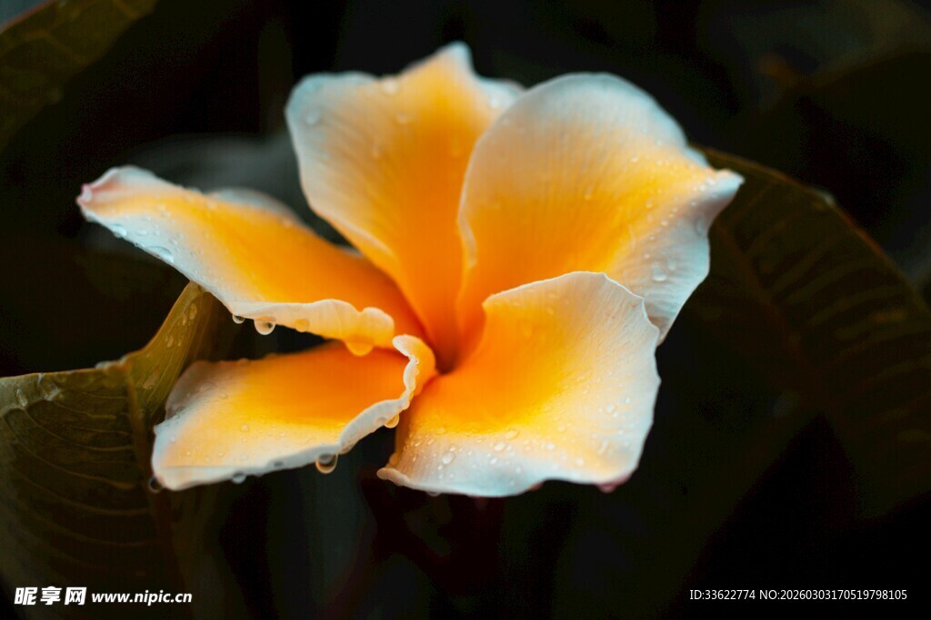 娇艳鸡蛋花特写