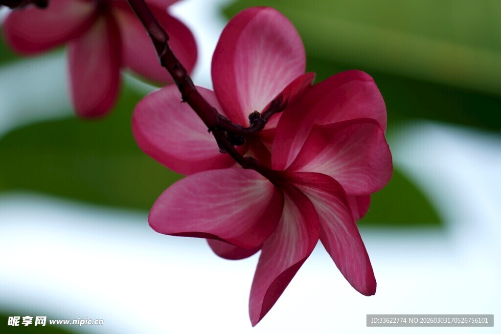 娇艳红鸡蛋花特写