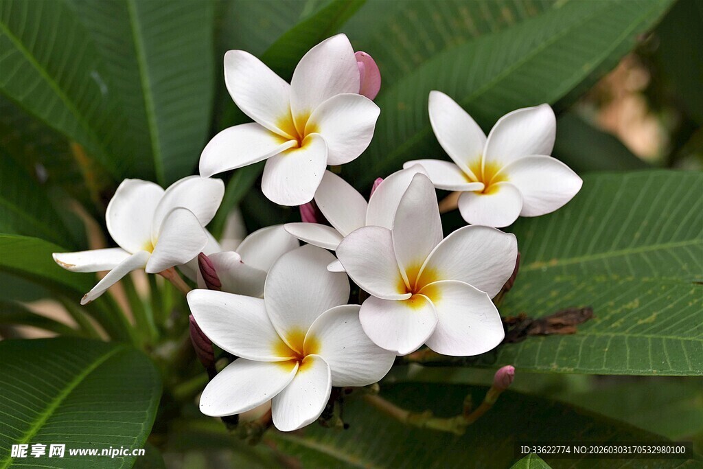 素雅鸡蛋花绽放绿叶间